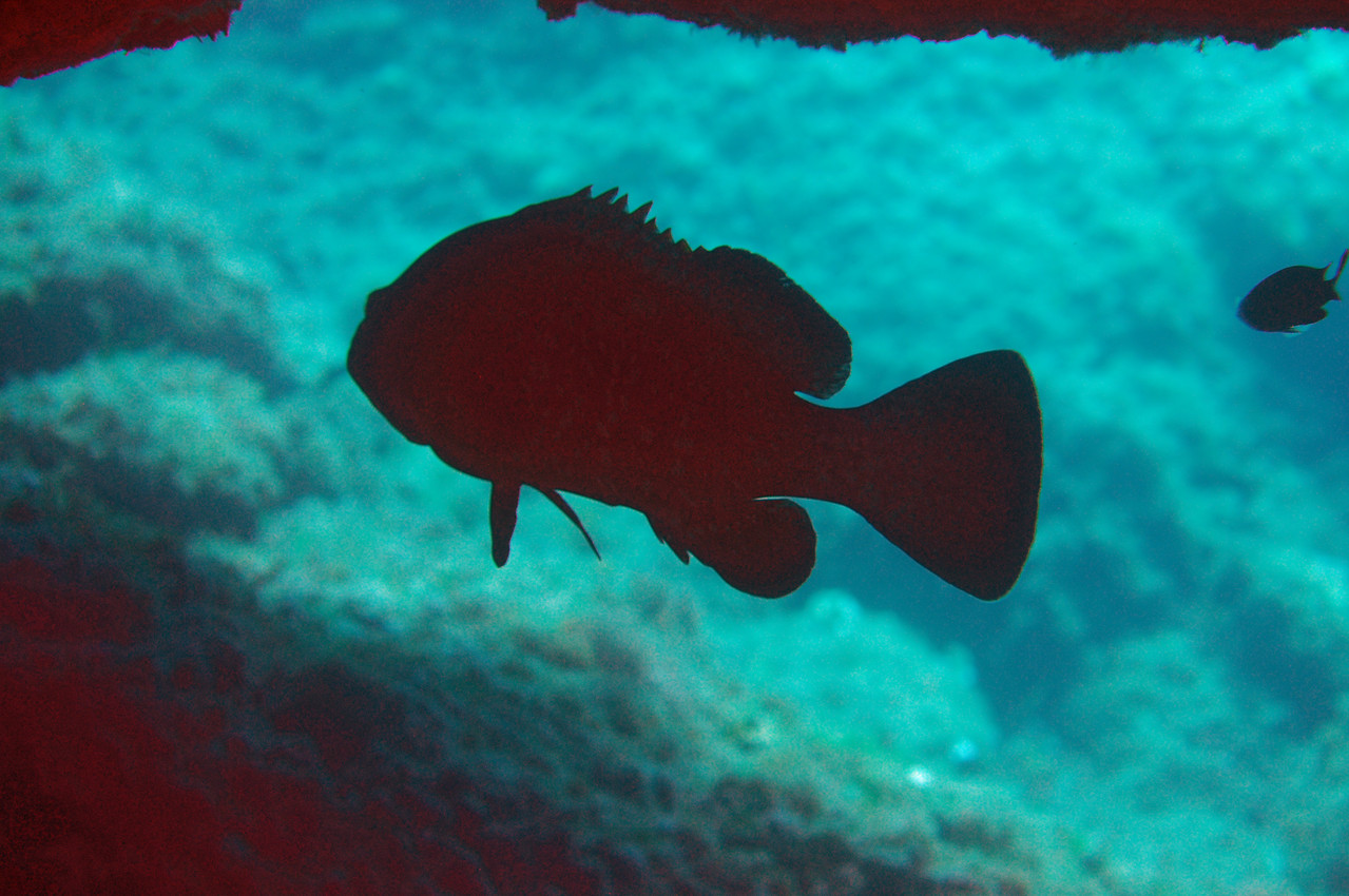 Epinephelus Mérou