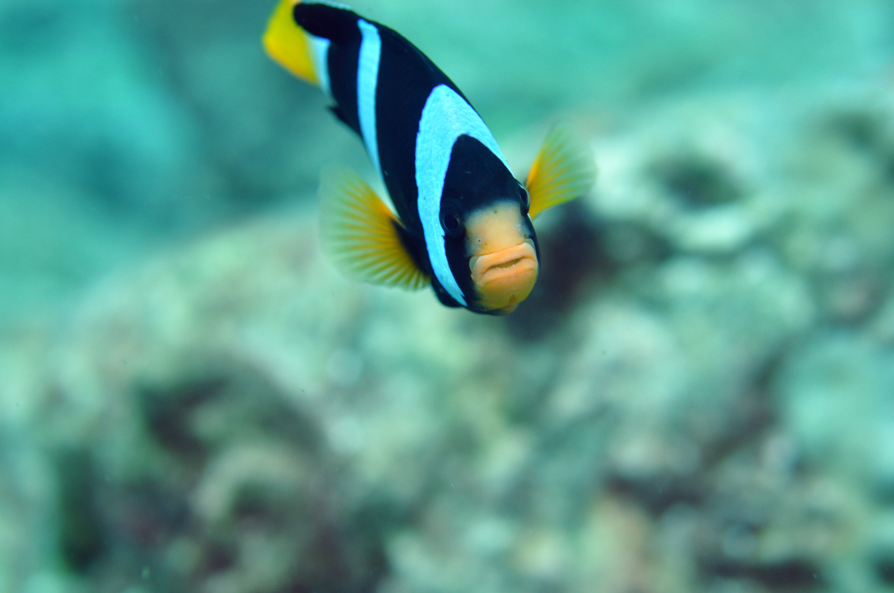 Poisson clown