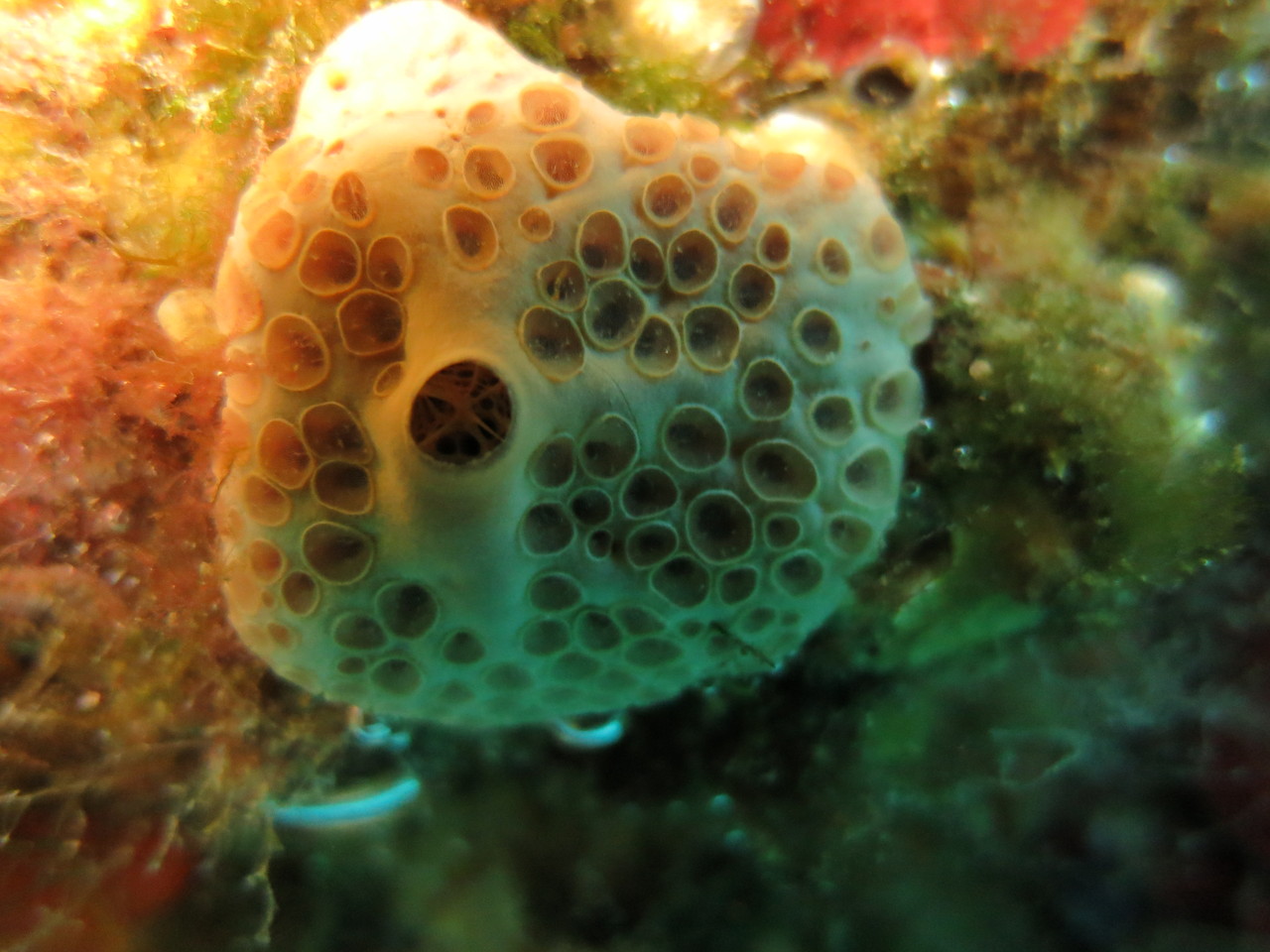 Hemimycale columella, éponge à cratères