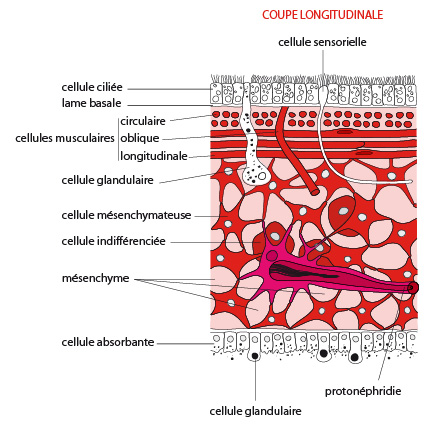 Mésenchyme (schéma 1)