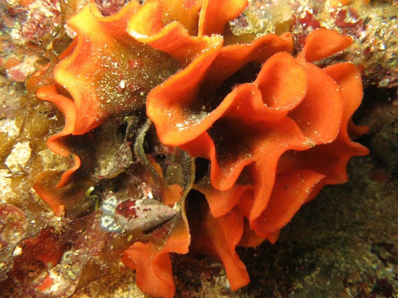 Pentapora foliacea, rose de mer, bryozoaire orange - Saint-Cast Côte d'Armor