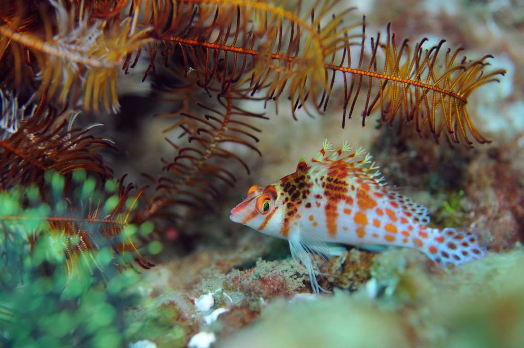 Poisson épervier lutin cirrhitichthys oxycephalus, Negros orientales, Philippines