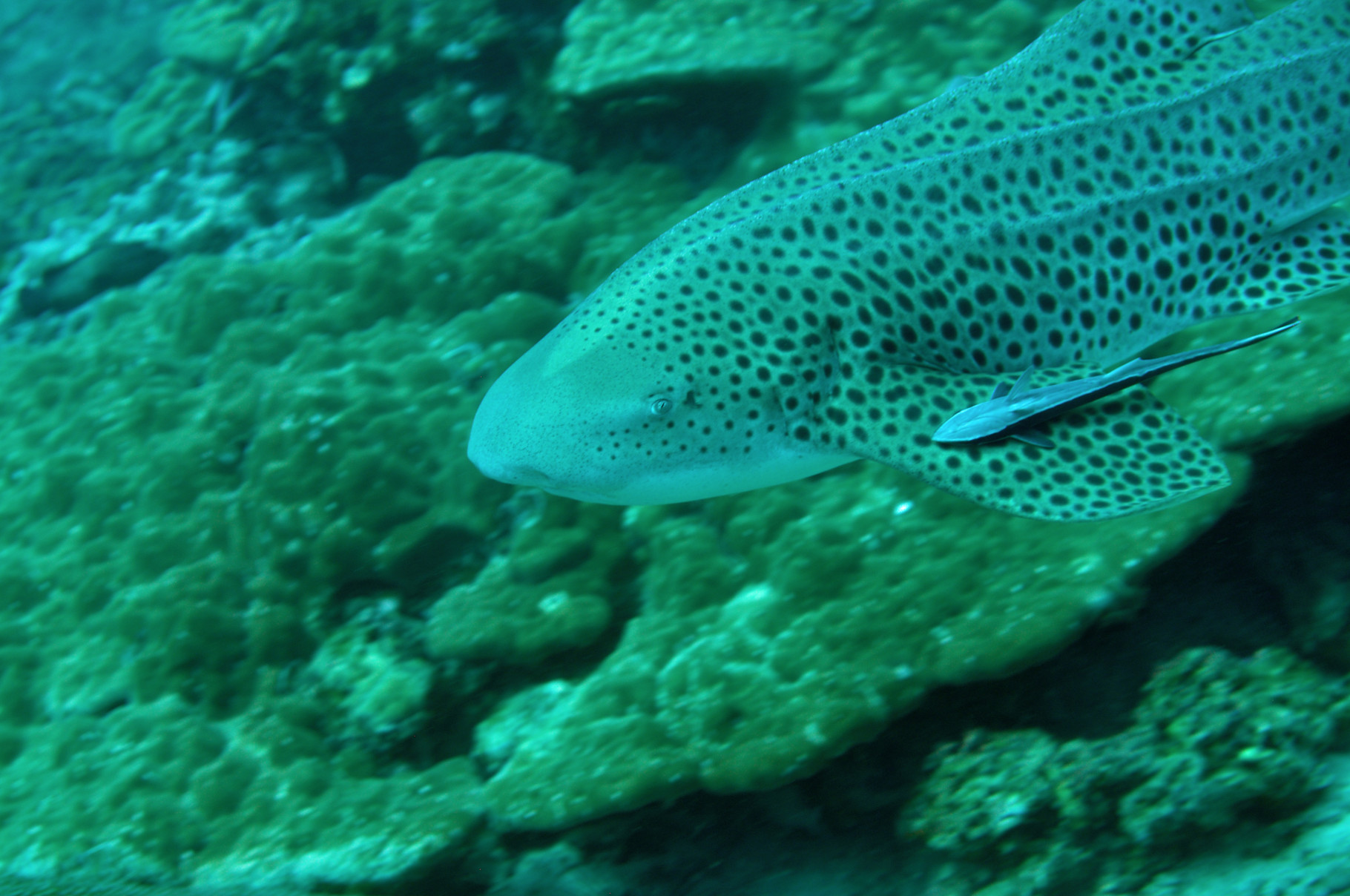 Requin léopard