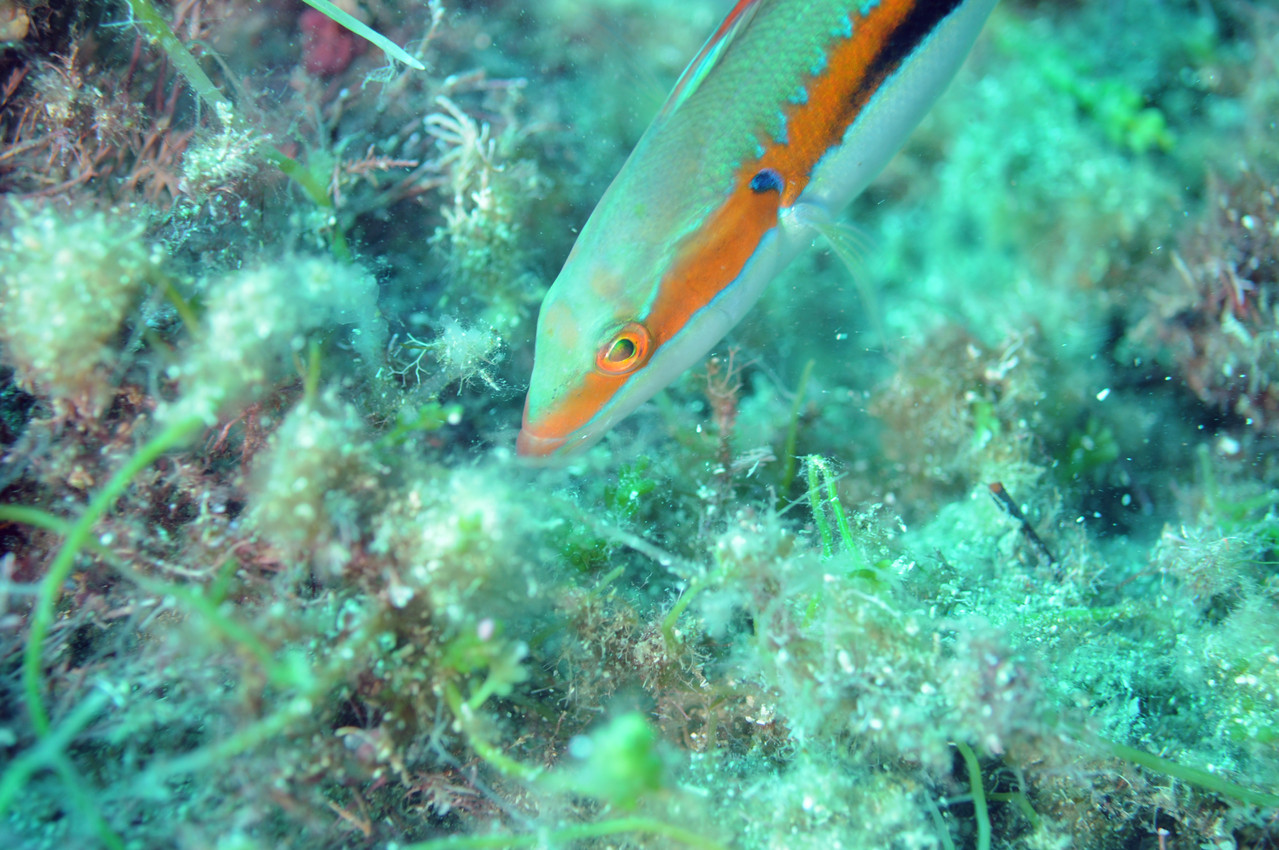 Coris julis (Linnaeus, 1758) Girelle commune Port Cros
