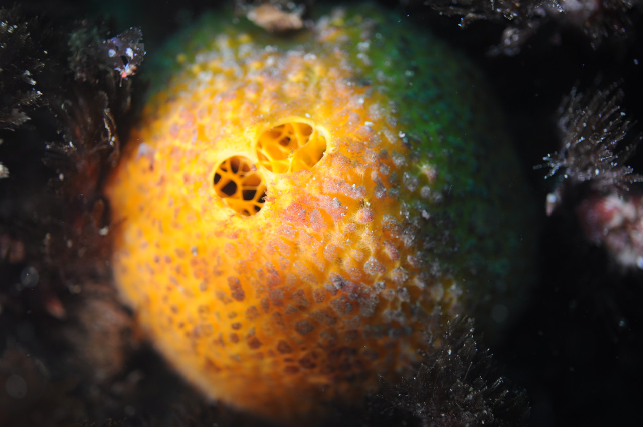 tethya aurantium, orange de mer éponge  - Saint-Cast Côte d'Armor