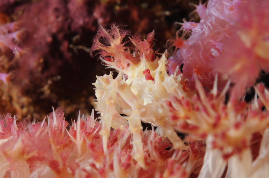 araignée dans corail mou Pescador Philippines