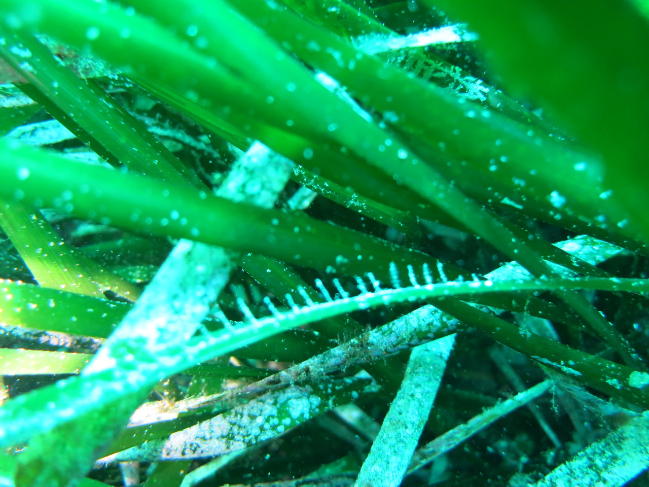 Posidonia oceanica