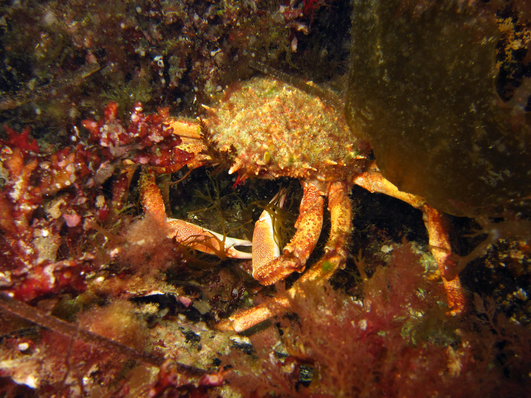 maja brachydactyla, araigné - Saint-Cast Côte d'Armor