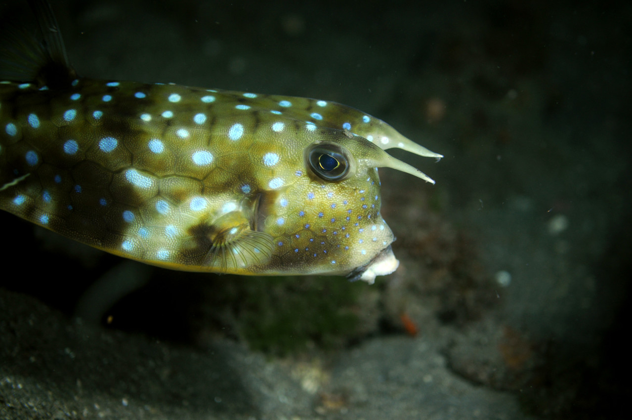 Tetraodontiformes balistes coffres Poisson coffre vachette, Negros orientales, Philippines