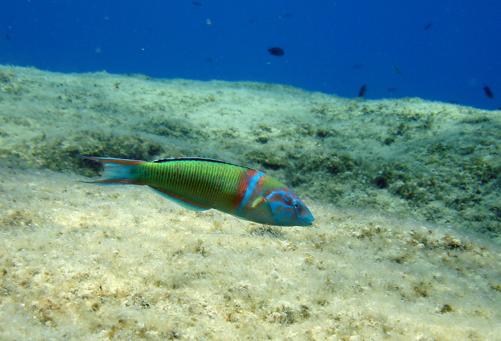 girelle paon mâle Thalassoma pavo Famille labridae