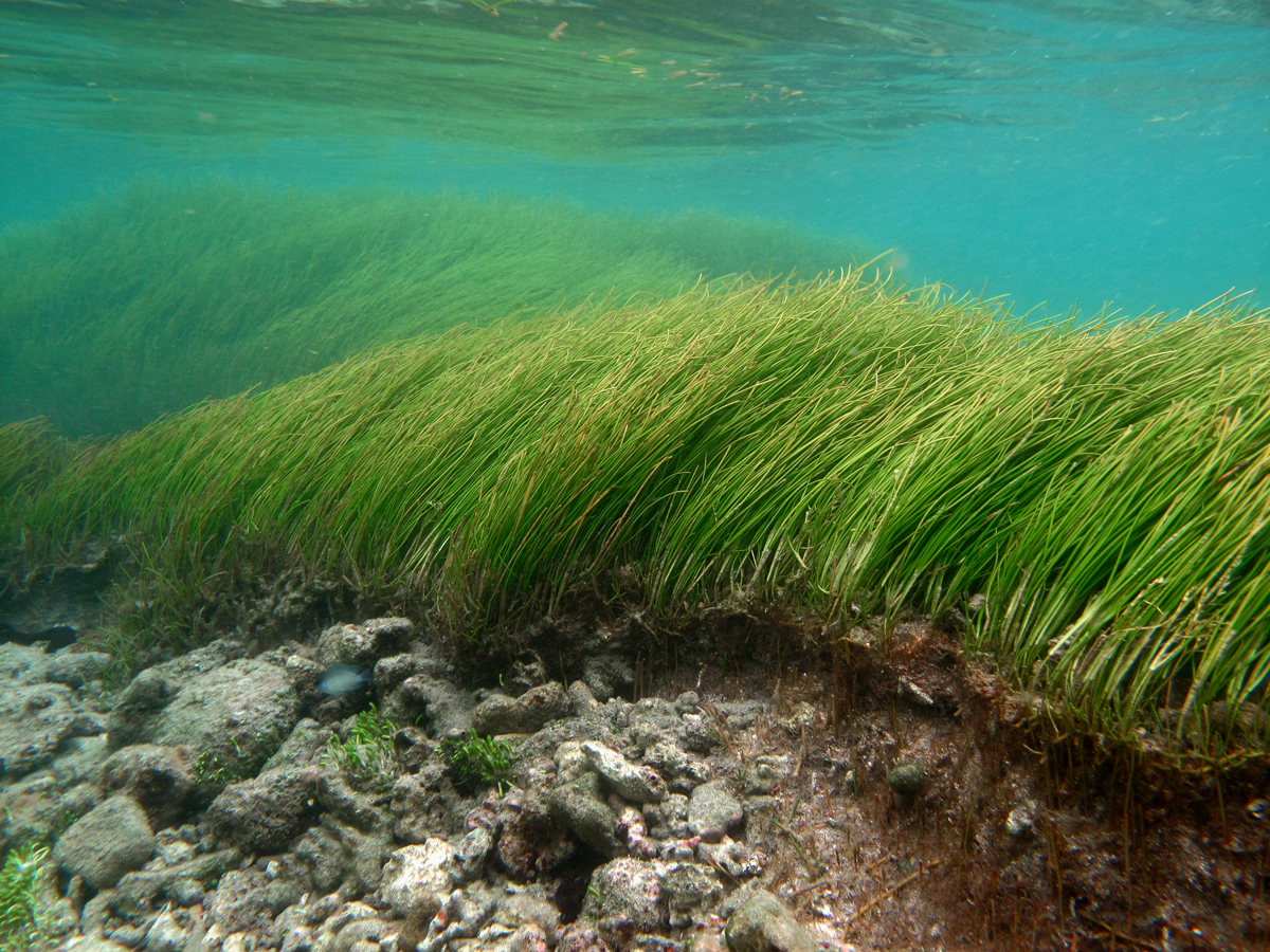 Herbe tubulaire Syringodium isoetifolium