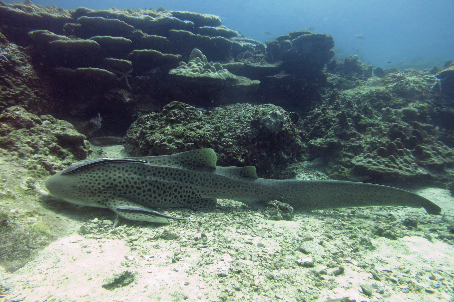 Requin léopard