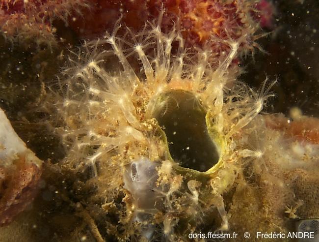 Corail corne d'abondance Cornularia cornucopiae ©Frédéric André