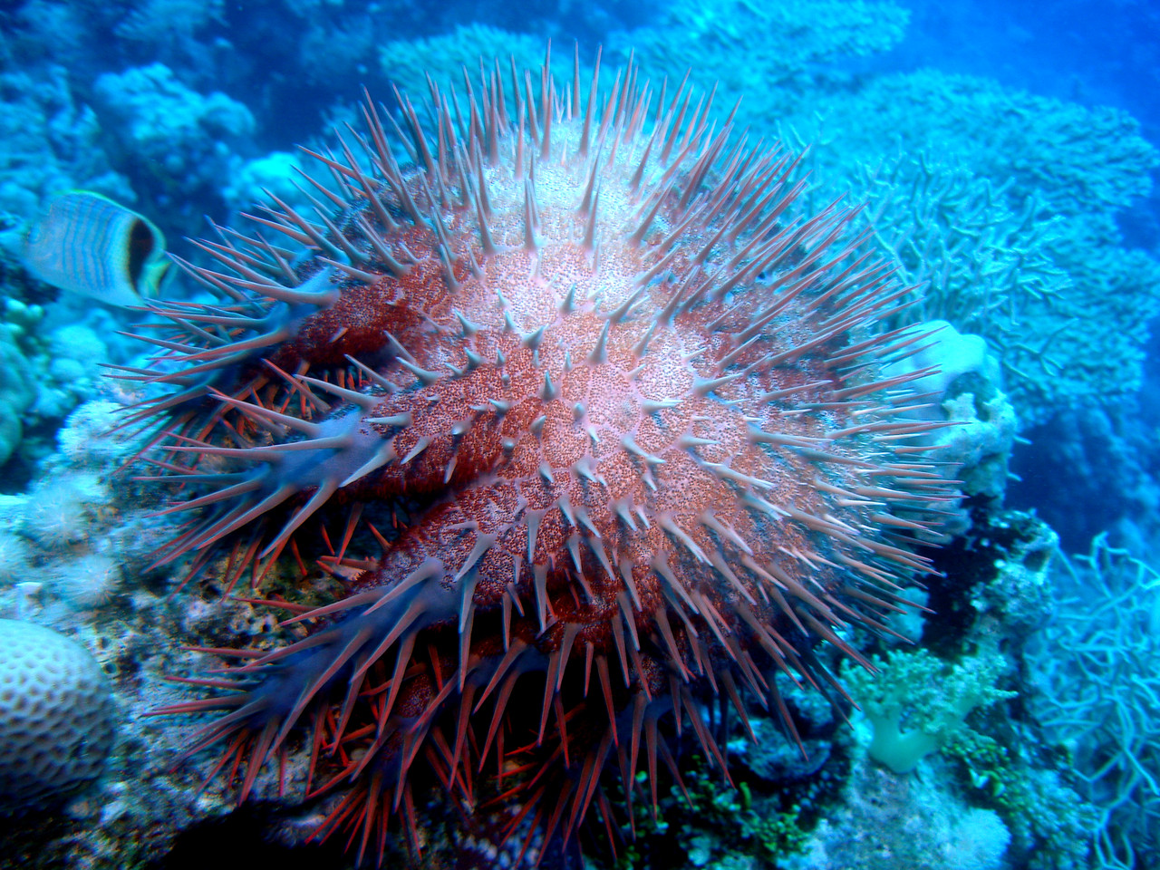 acanthaster planci