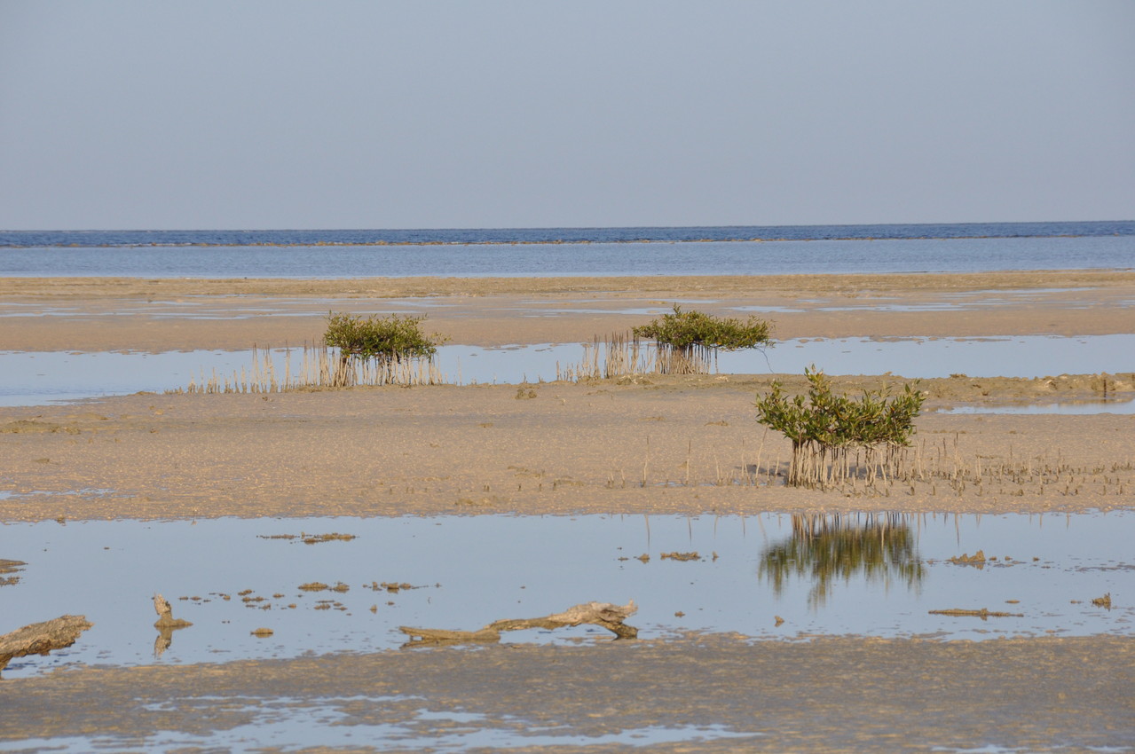 mangrove Wadi Lahami 