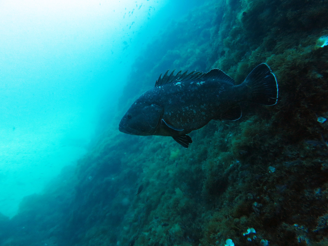 Epinephelus Mérou