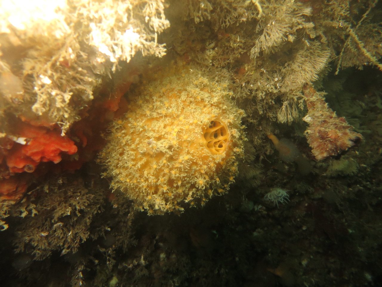 tethya aurantium, orange de mer éponge  - Saint-Cast Côte d'Armor