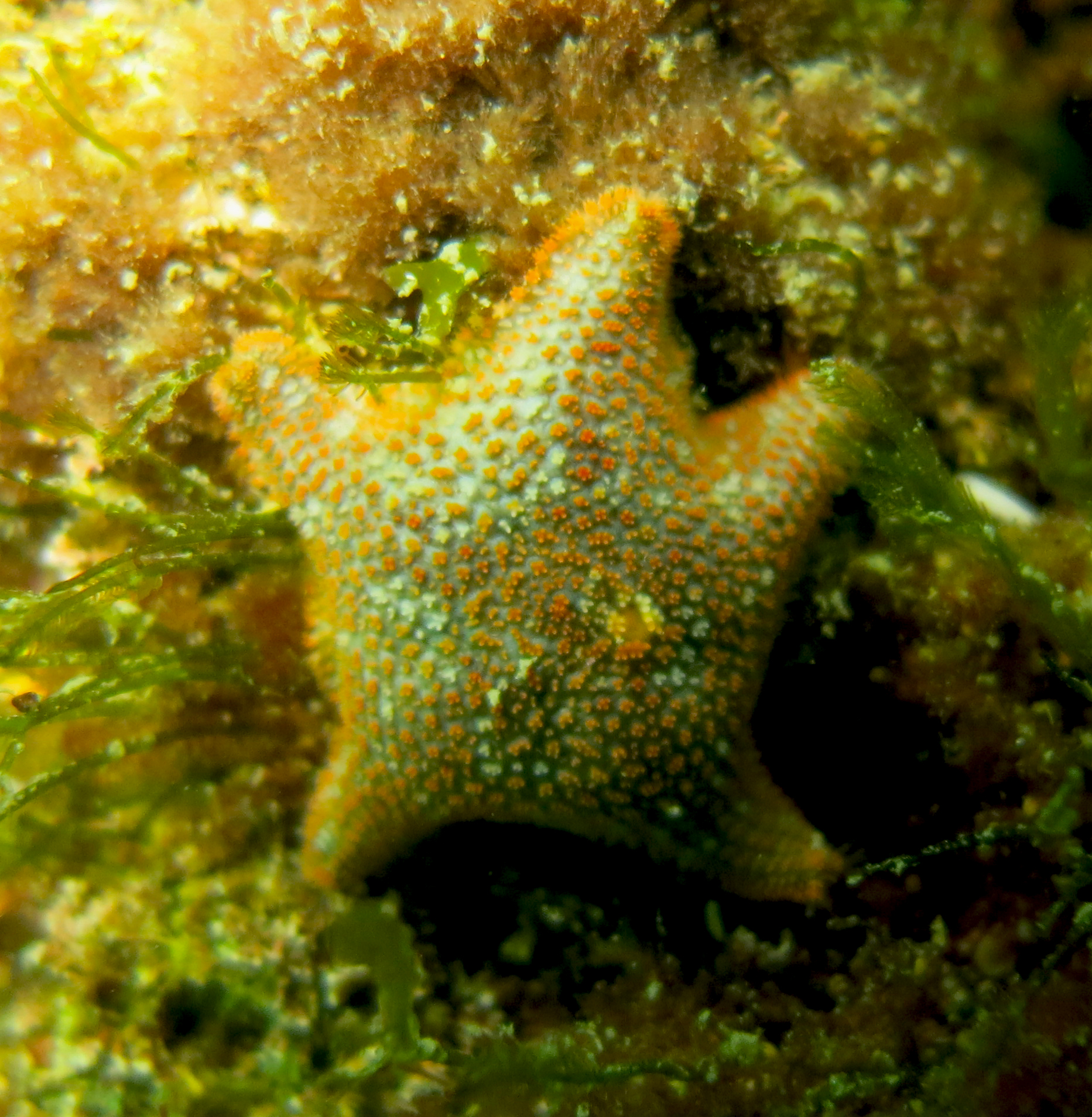 astérie bossue (asterina gibbosa)