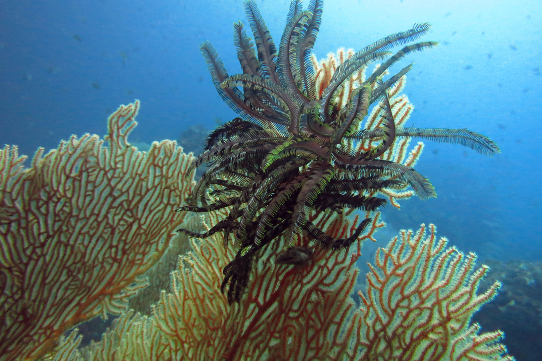 Crinoïde