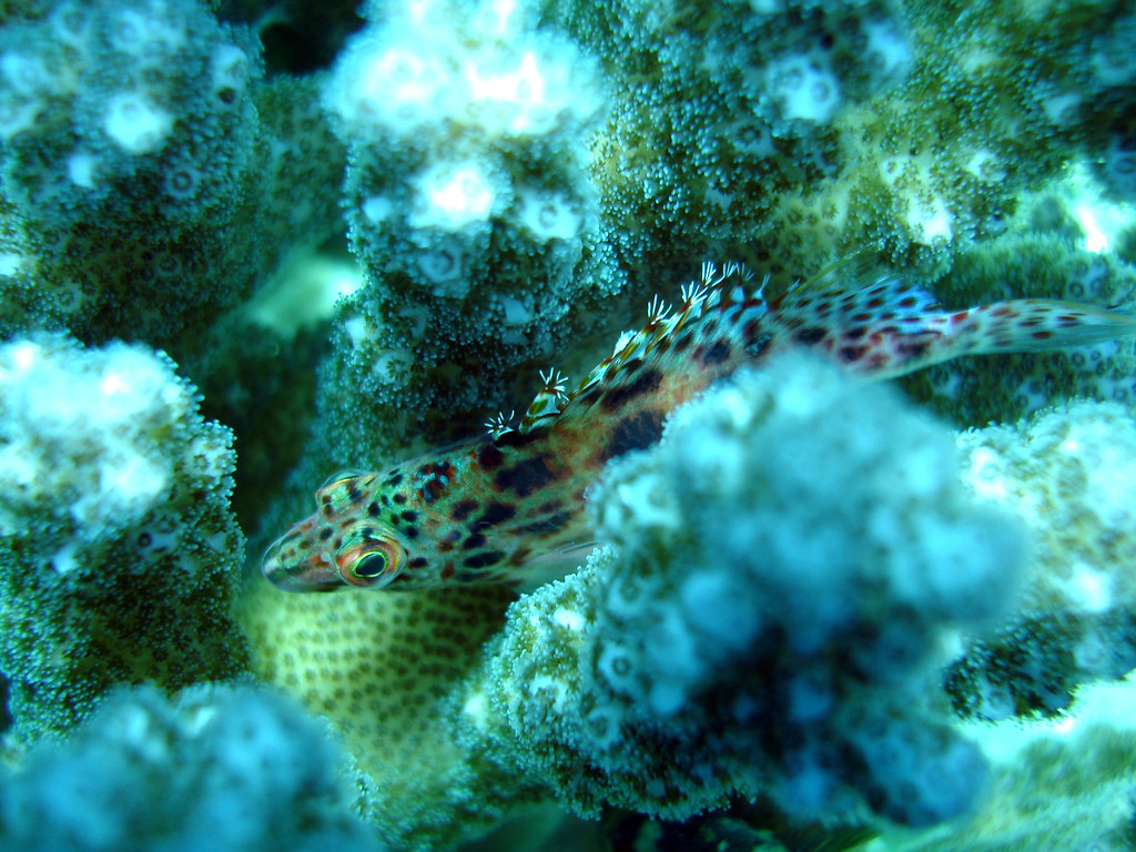 Épervier à points rouges Cirrhitichthys oxycephalus  