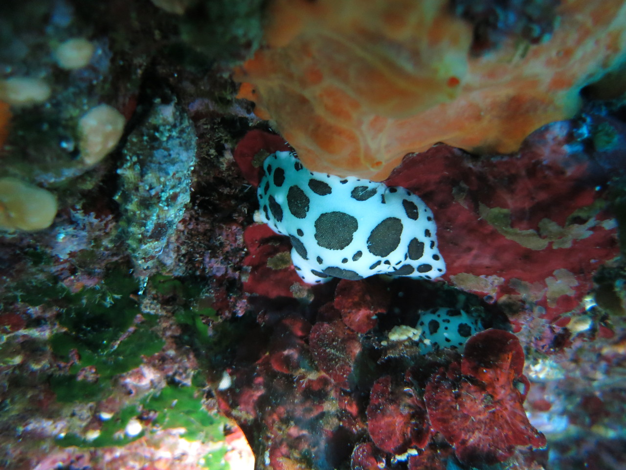 Petrodoris atromaculat, doris dalmatien, Nudibranchia Opisthobranchia Gastropoda Mollusca  