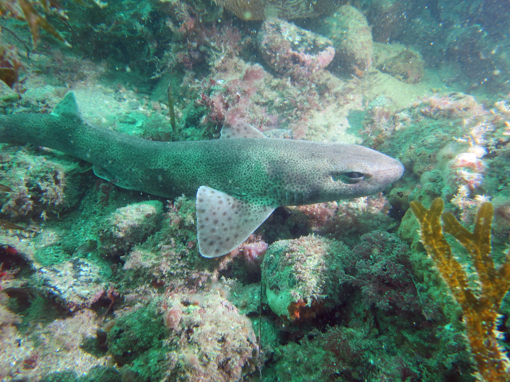 scyliorhinus canicula, rousette - Saint-Cast Côte d'Armor