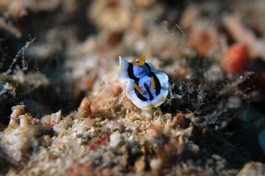 Mollusque Opisthobranche Doridien d'Anna Chromodoris annae, Negros orientales, Philippines