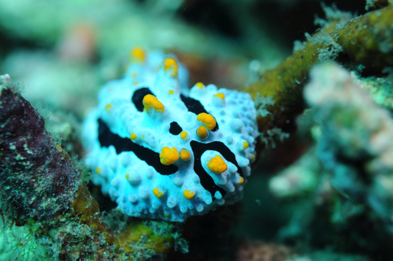 Mollusque opisthobranche Phyllidie céleste, Negros orientales, Philippines