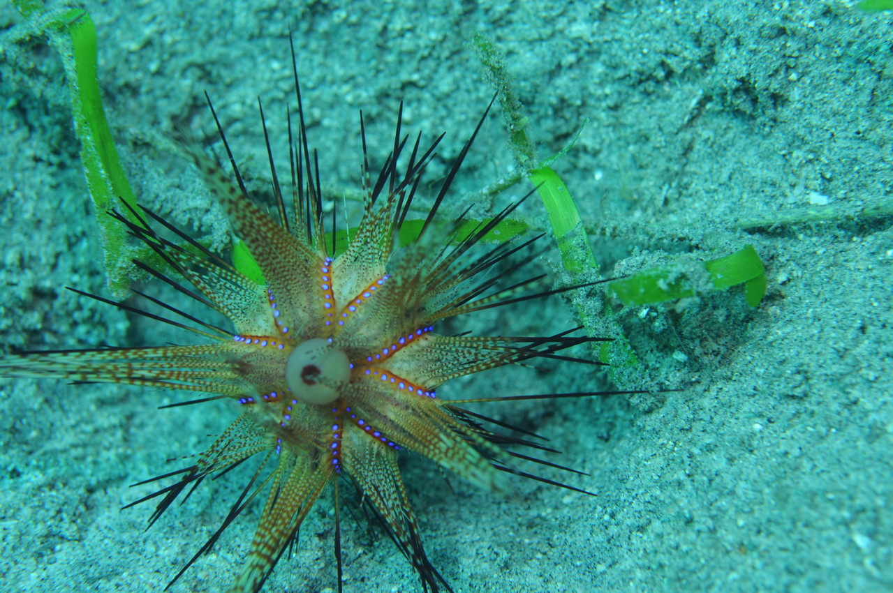 Echinoderme oursin, Negros orientales, Philippines