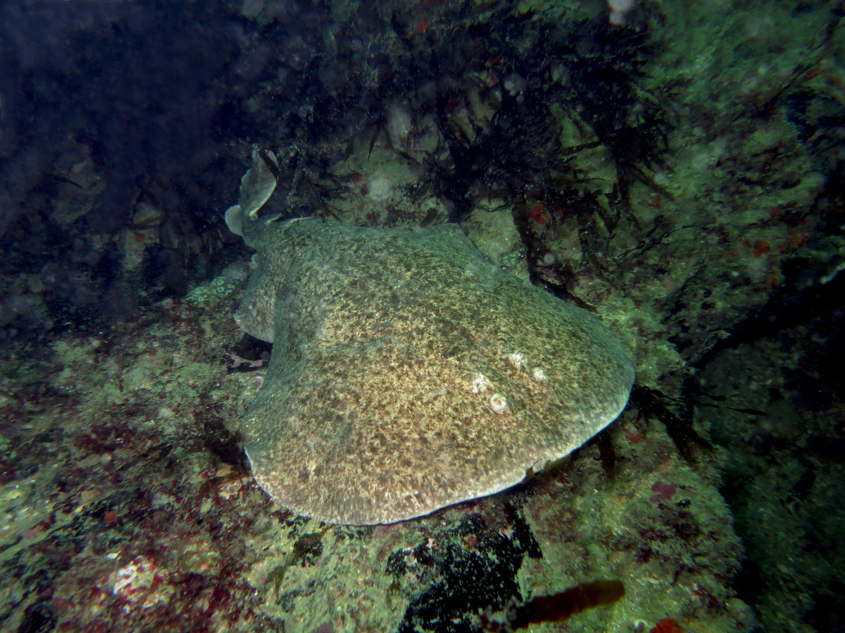 torpedo sinuspersici, raie torpille - Saint-Cast Côte d'Armor