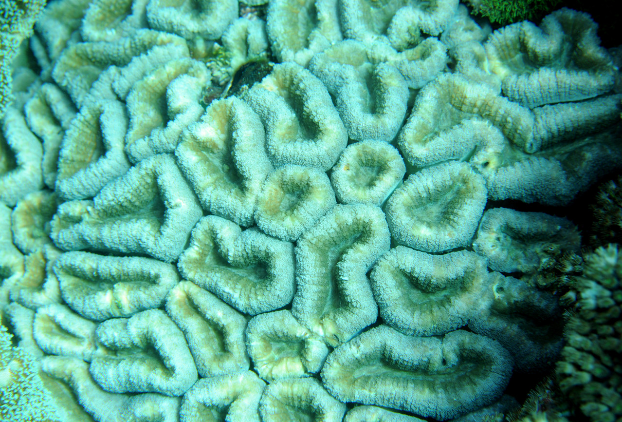 Corail cerveau Anthozoaire exacoralliaire, Negros orientales, Philippines