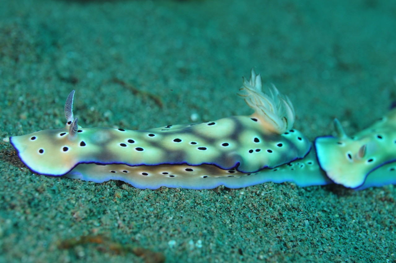 nudibranche Negros orientales Philippines