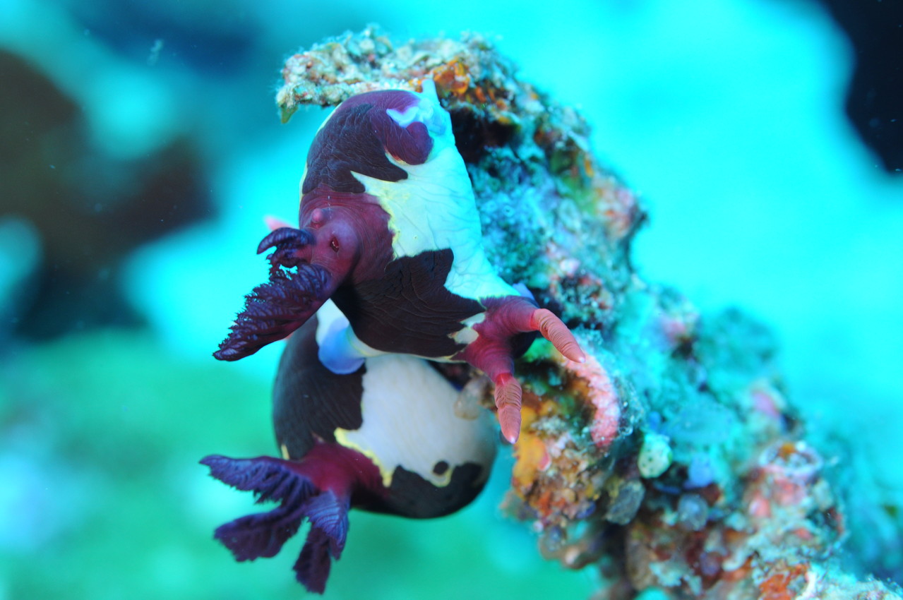 nudibranche Negros orientales Philippines