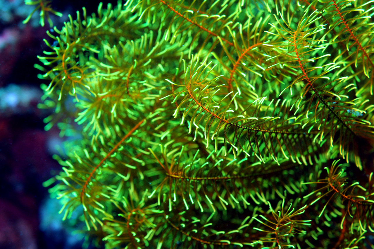 Echinoderme crinoïdes, Negros orientales, Philippines