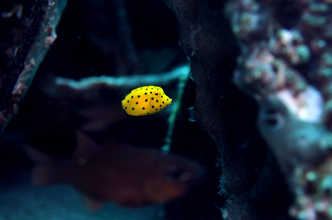 poisson coffre  jaune Ostracion cubicus, Negros orientales, Philippines