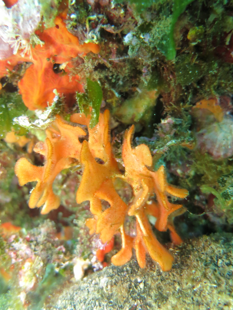 Pantapora fascialis bryozoaire