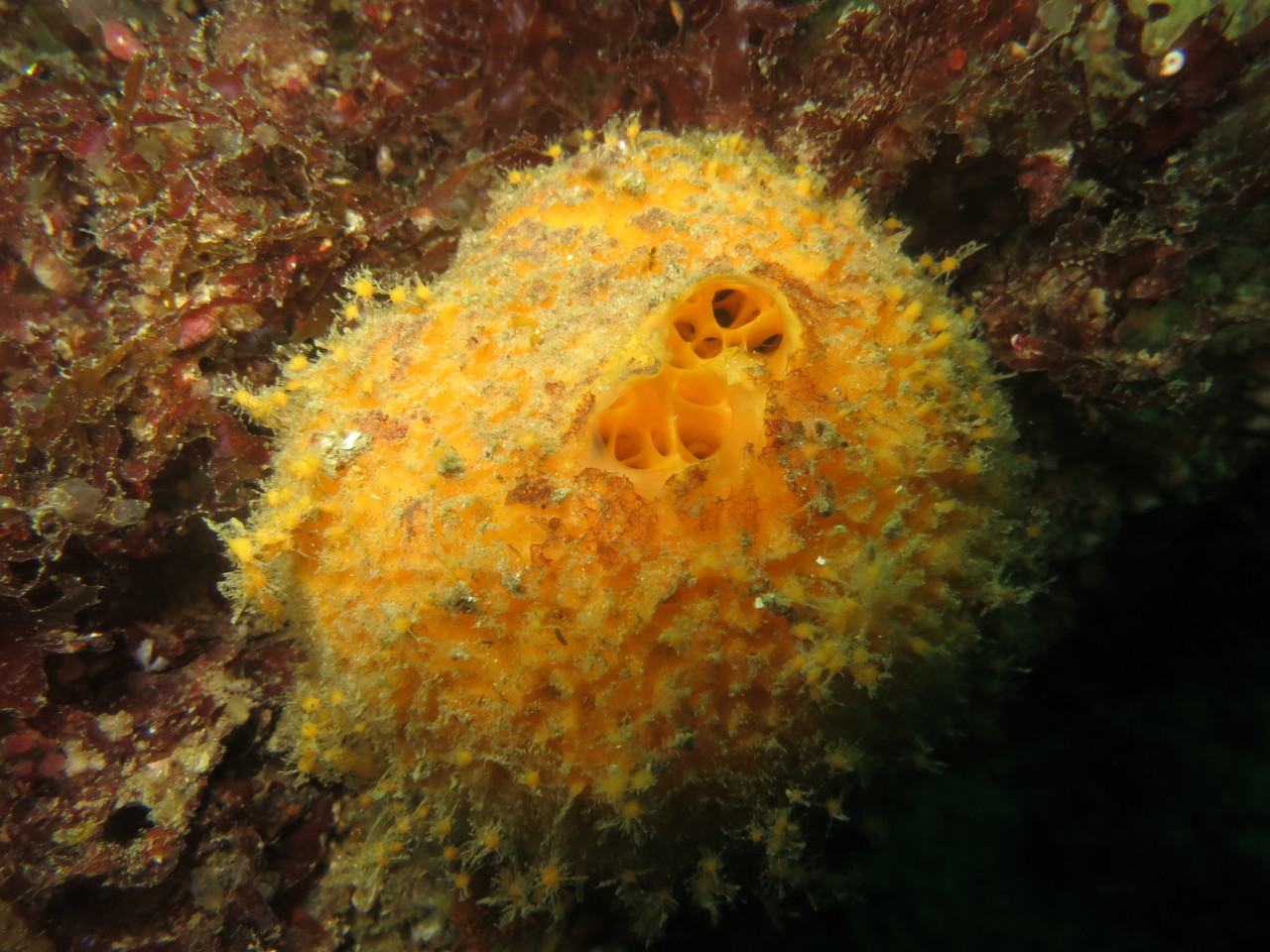 tethya aurantium, orange de mer éponge  - Saint-Cast Côte d'Armor