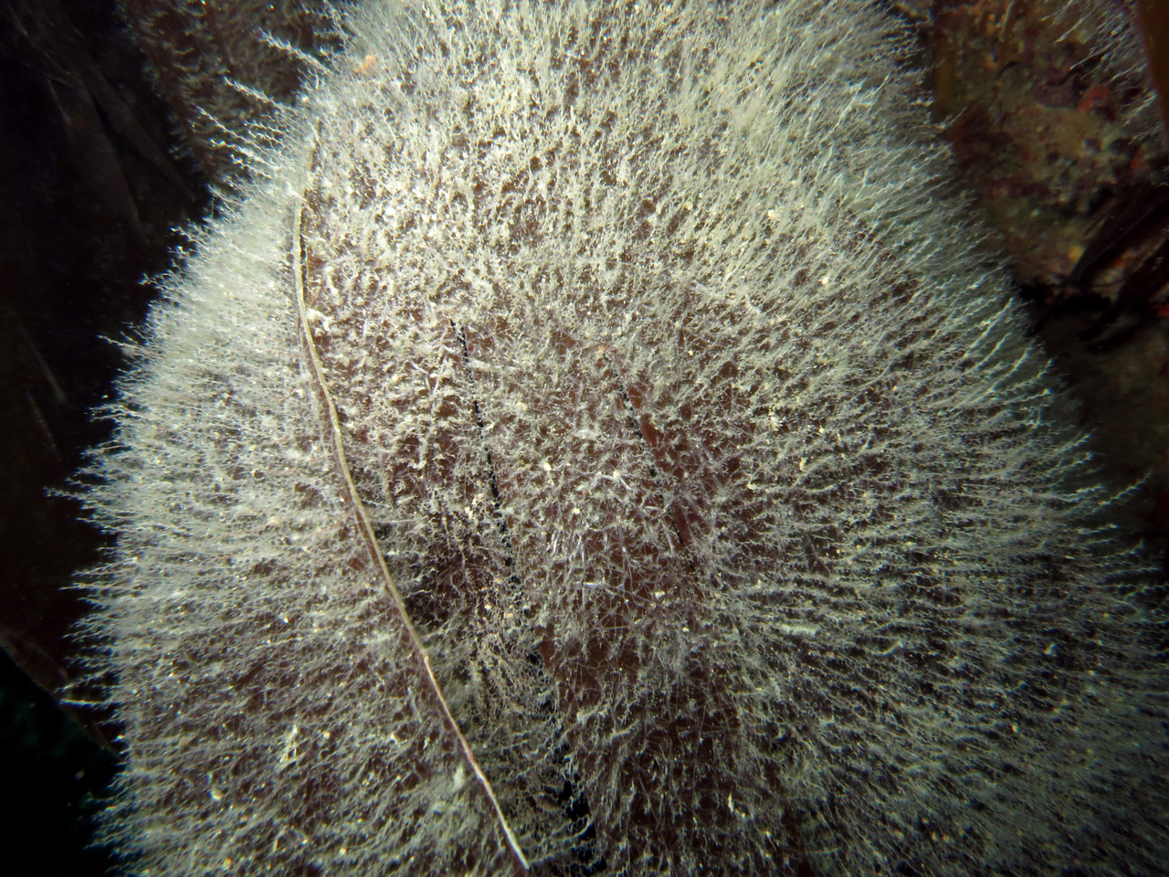 Obélie Obelia geniculata Cnidaires Hydraires - Saint-Cast Côte d'Armor