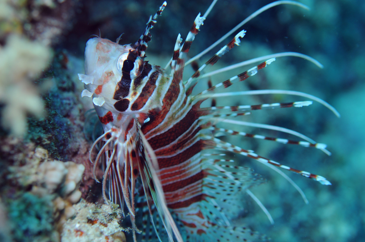 Scorpaeniformes et poissons comparables Rascasse volante, Negros orientales, Philippines