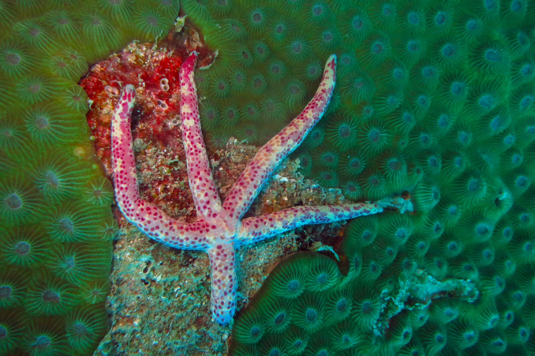 Etoile de mer, comète de mer, astérie-comète 