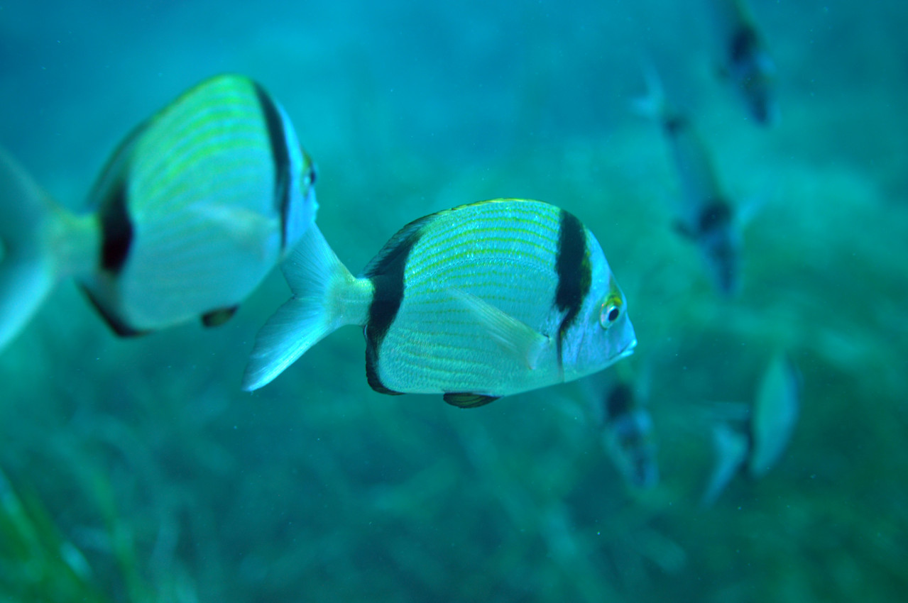 Diplodus vulgaris (Geoffroy Saint Hilaire, 1817) Sar à tête noire