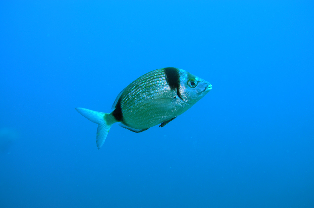 Diplodus vulgaris (Geoffroy Saint Hilaire, 1817) Sar à tête noire