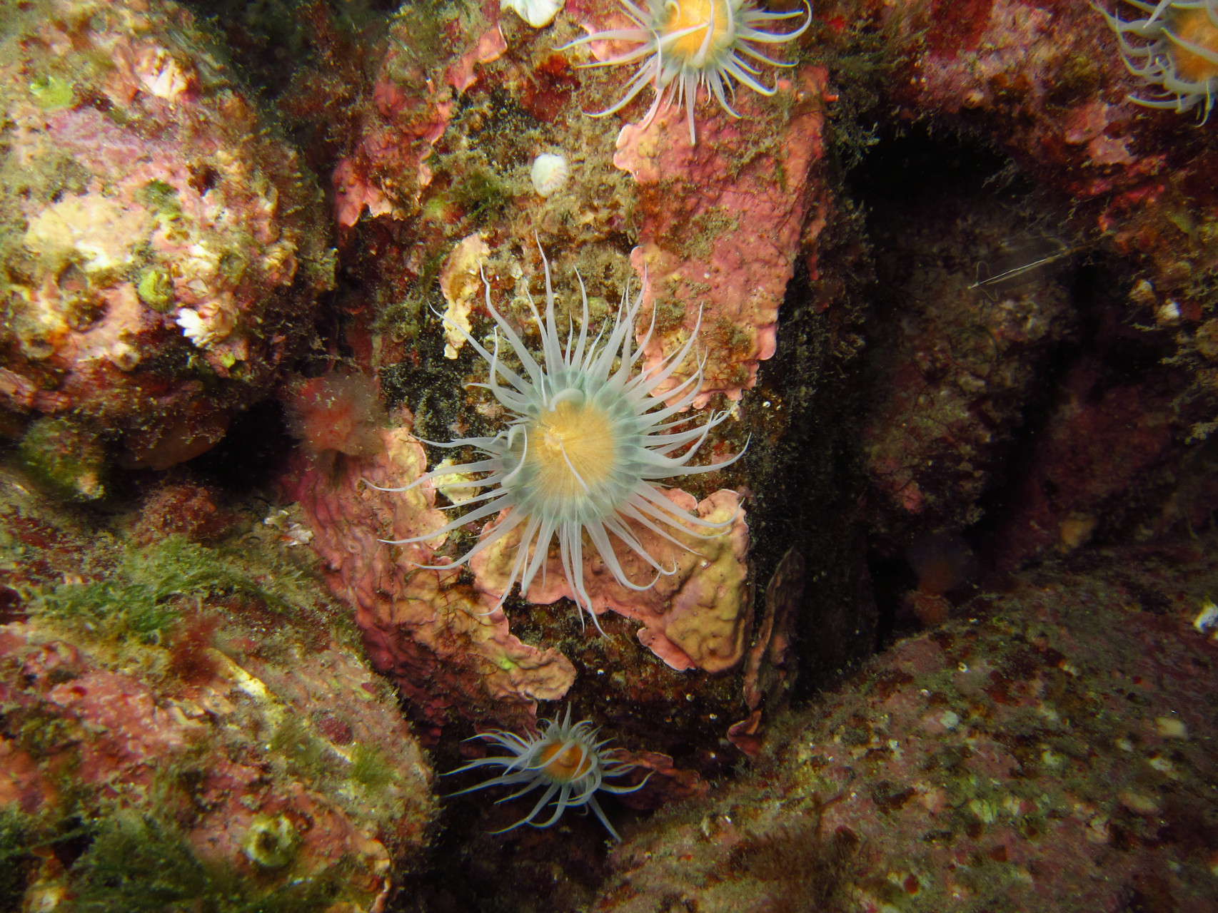 Anémone marguerite Saint-Cast Côte d'Armor