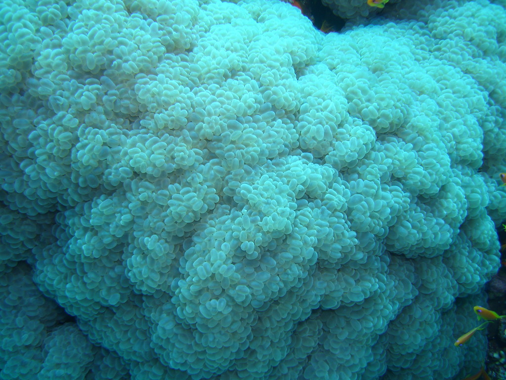 corail bulle "Plerogyra sinuosa"