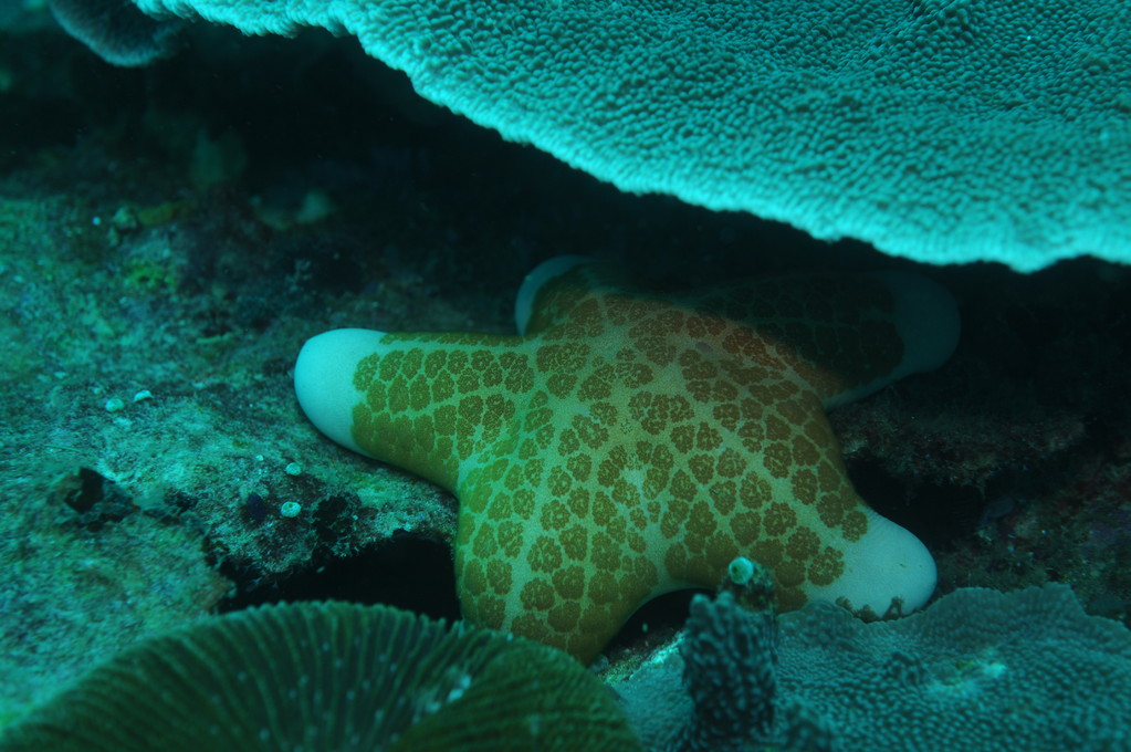 Echinoderme étoile de mer choriaster granulatus, Negros orientales, Philippines