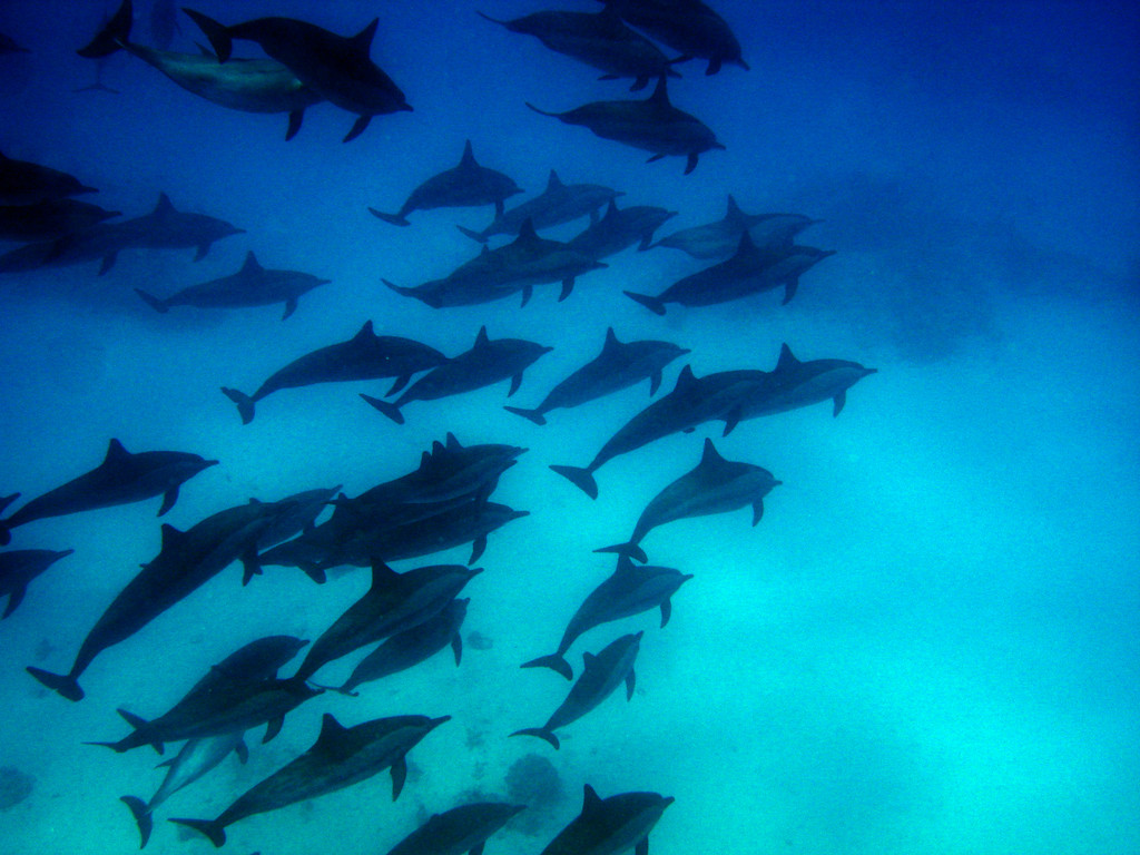 Souffleur de l'Océan Indien Tursiops aduncus 