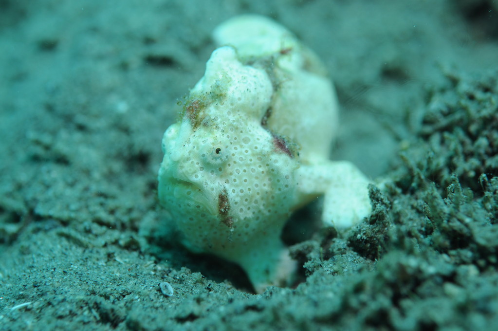 Scorpaeniforme et poisson comparables antennaire peint Antennarius pictus, Negros orientales, Philippines