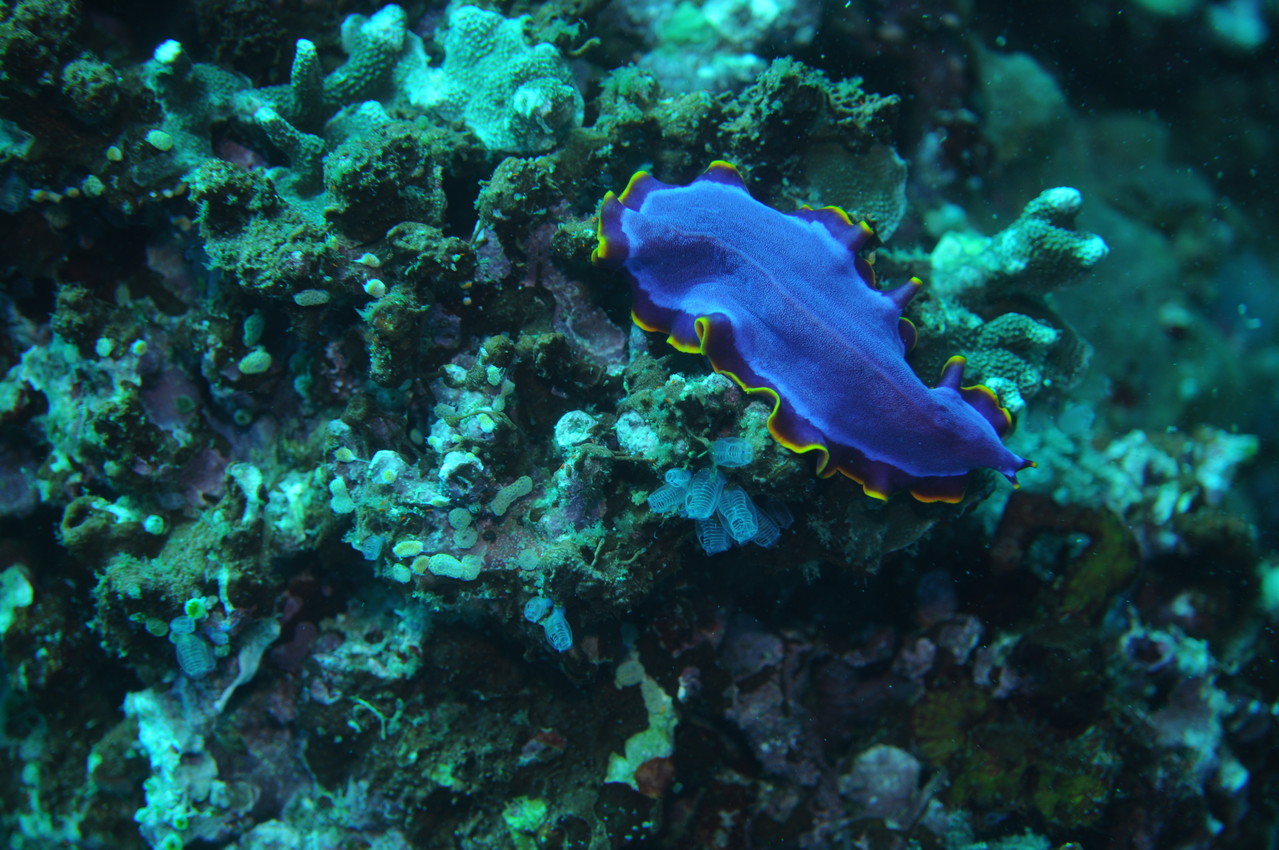 Plathelminthe, Negros orientales, Philippines