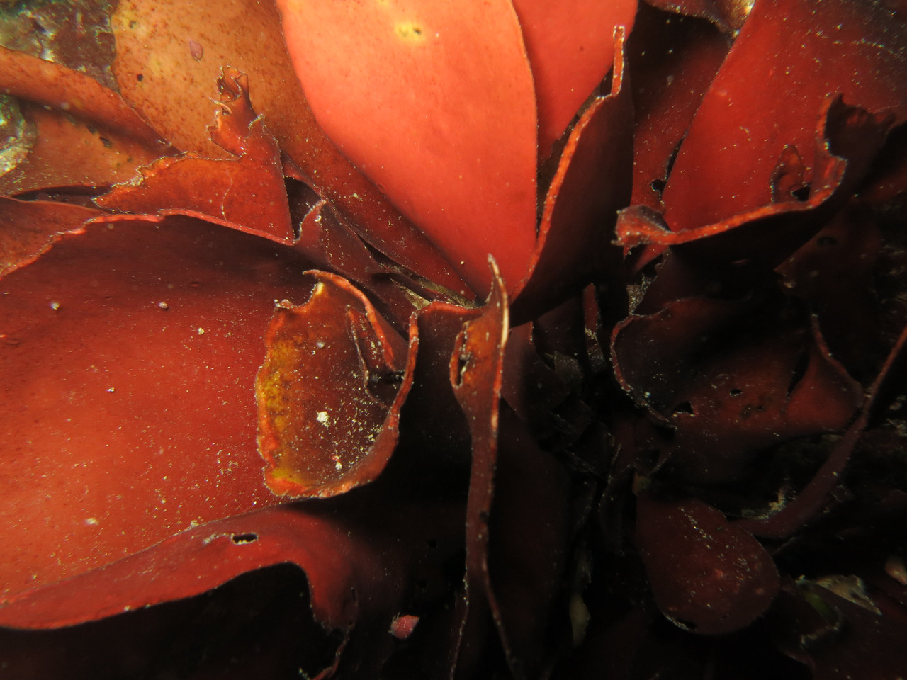 laminaria hyperborea, goémon rouge, laminiare rugueux - Saint-Cast Côte d'Armor