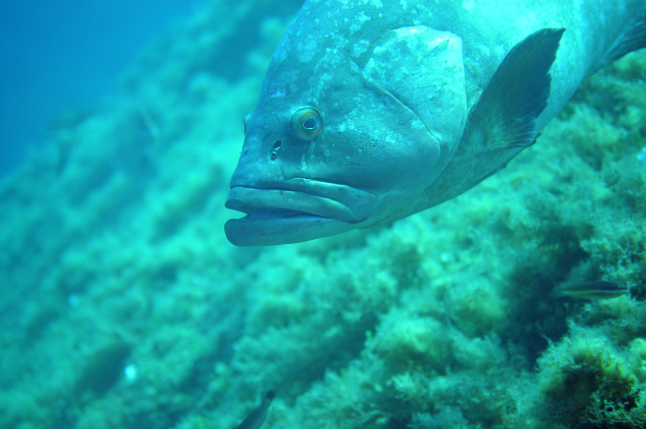 Epinephelus Mérou